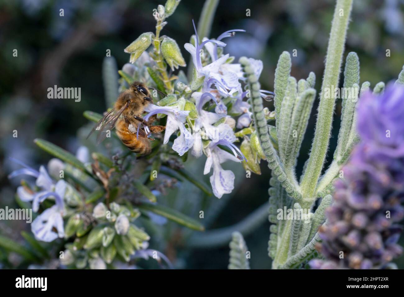 Ape miele caccia per nettare in giardino di lavanda Foto Stock