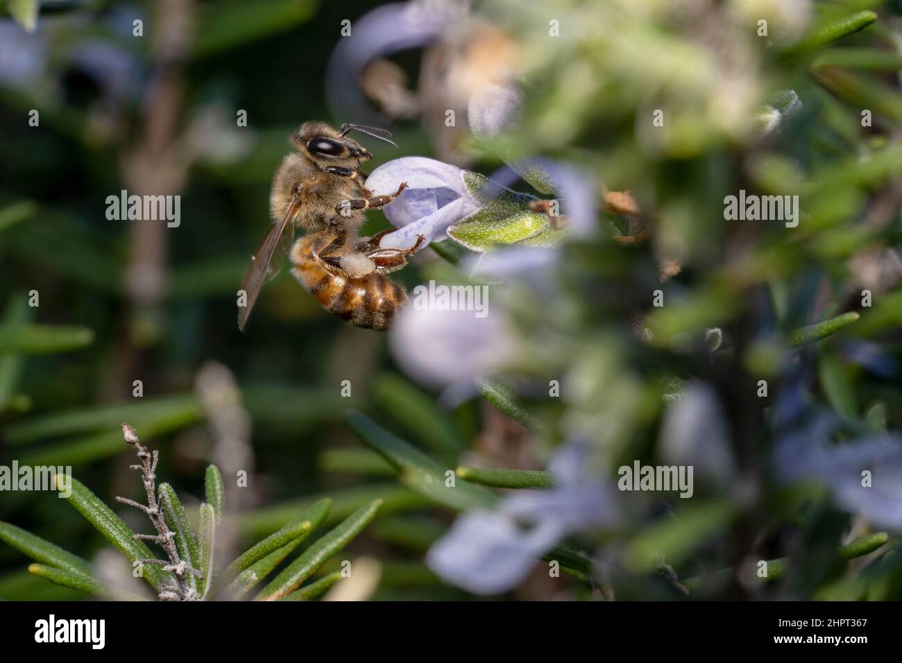 Ape al miele arricciata con un fiore Foto Stock