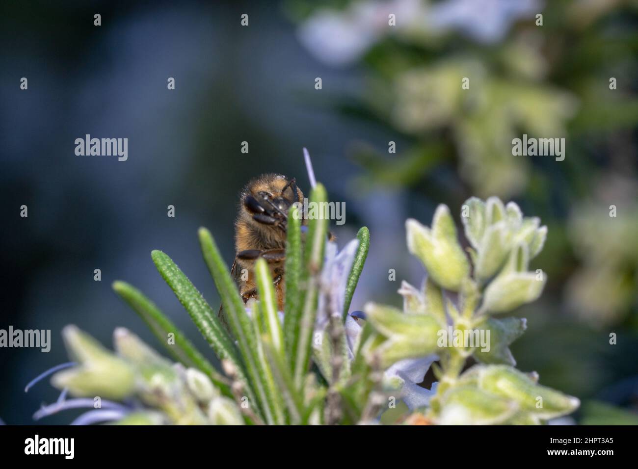 Ape miele che sbuccia attraverso erba e fiori Foto Stock