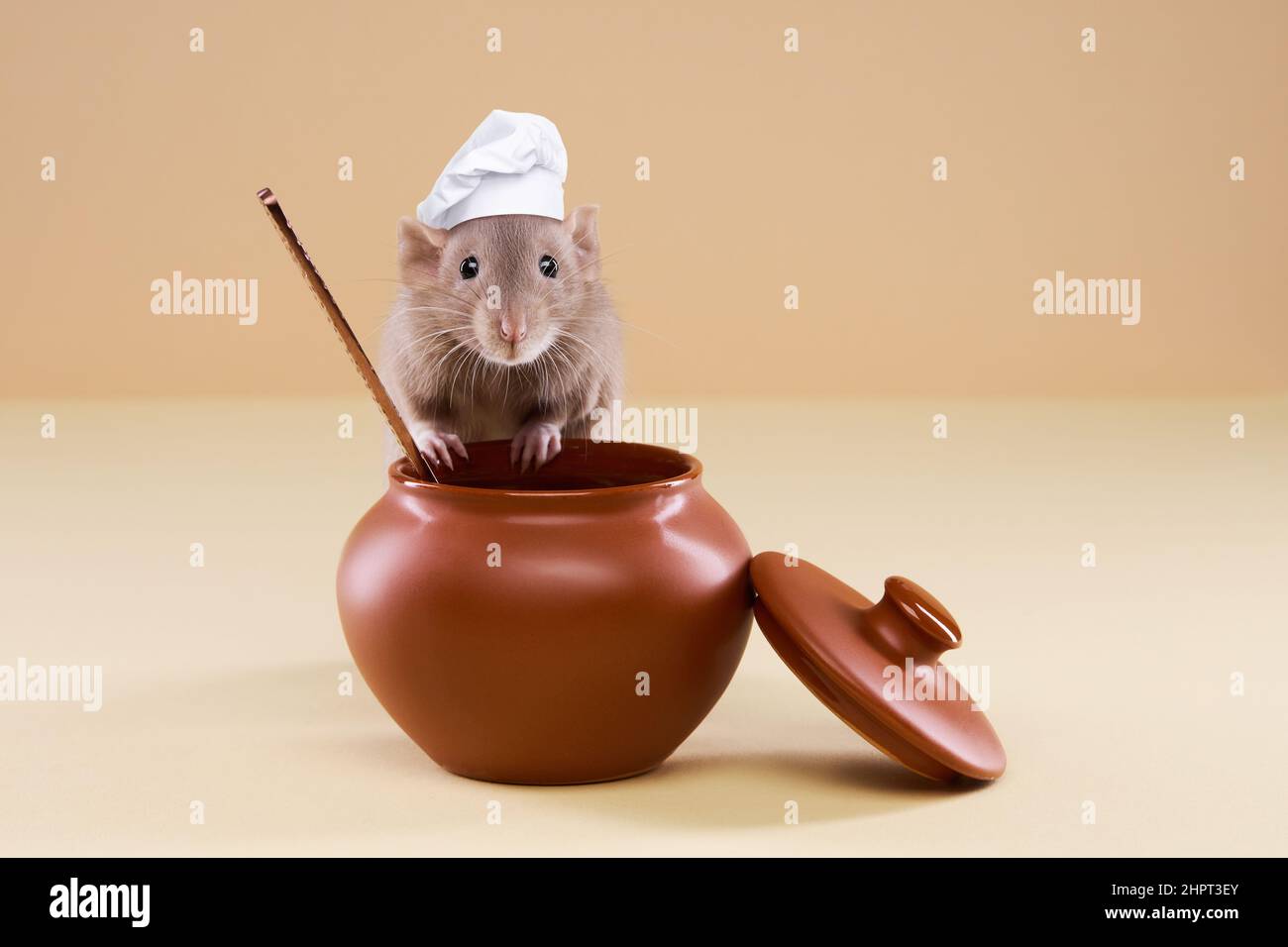 Un ratto domestico in un cappello dello chef cucina il cibo in una pentola. Foto di alta qualità Foto Stock
