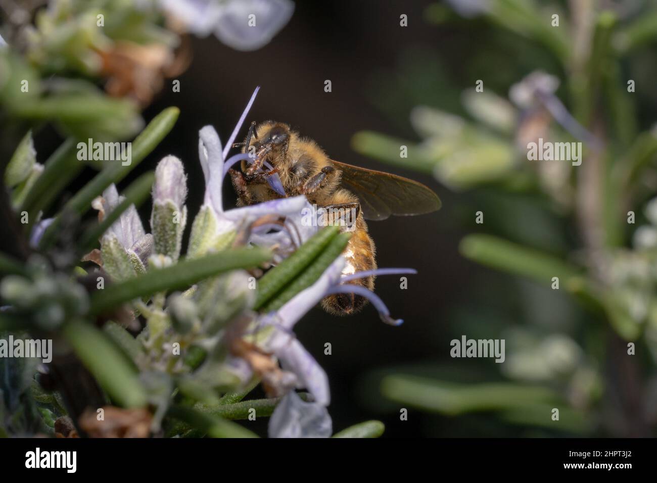 Ape di miele sparato attraverso l'erba Foto Stock