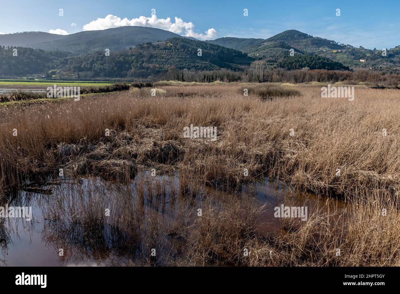 La riserva naturale Bosco di Tanali nelle paludi di Bientina, Pisa, Italia  Foto stock - Alamy