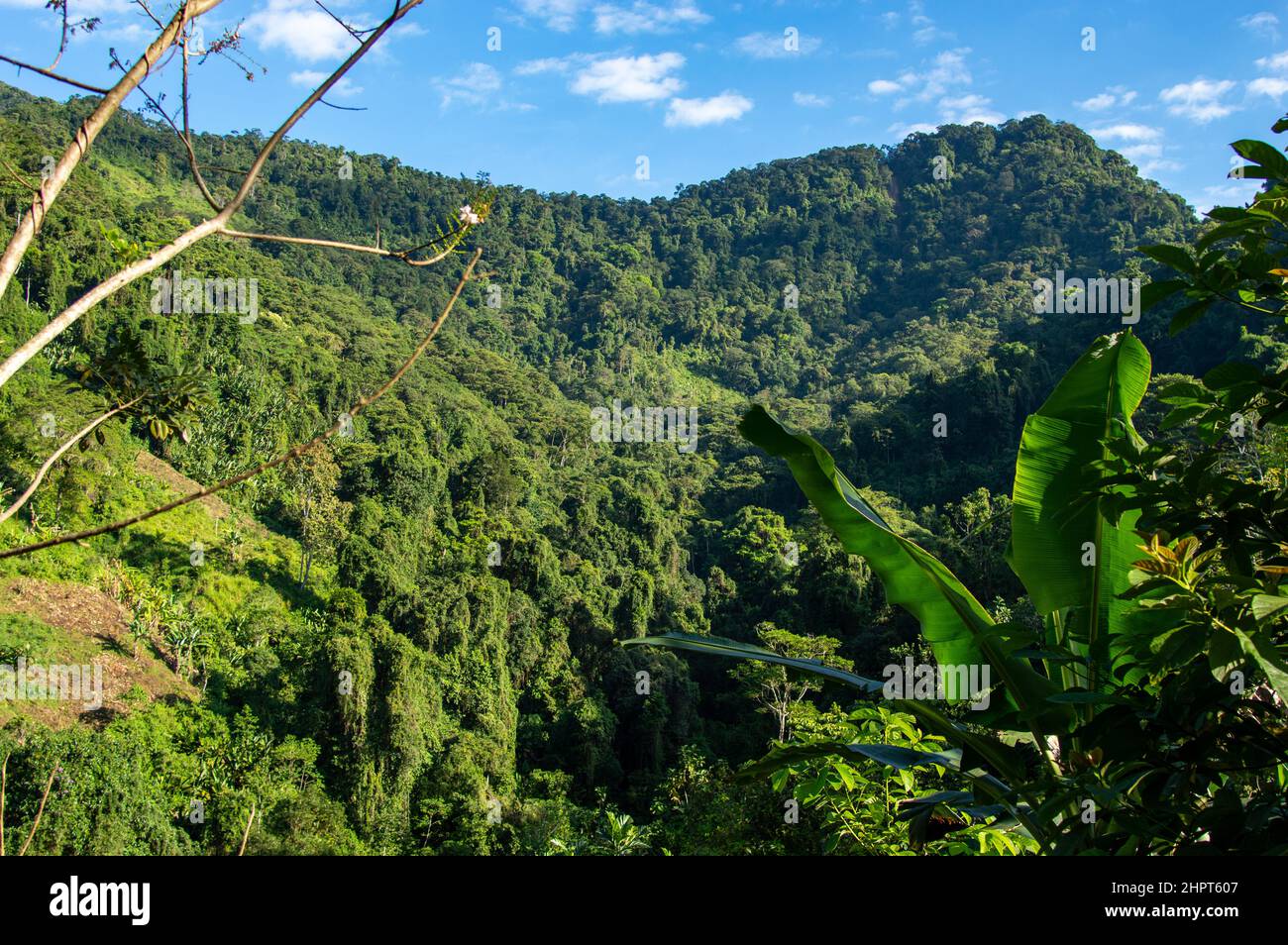 Una vista del paesaggio della giungla della Sierra Nevada de Santa Marta catena montuosa vicino alla Città perduta / Ciudad Perdida in Colombia Foto Stock