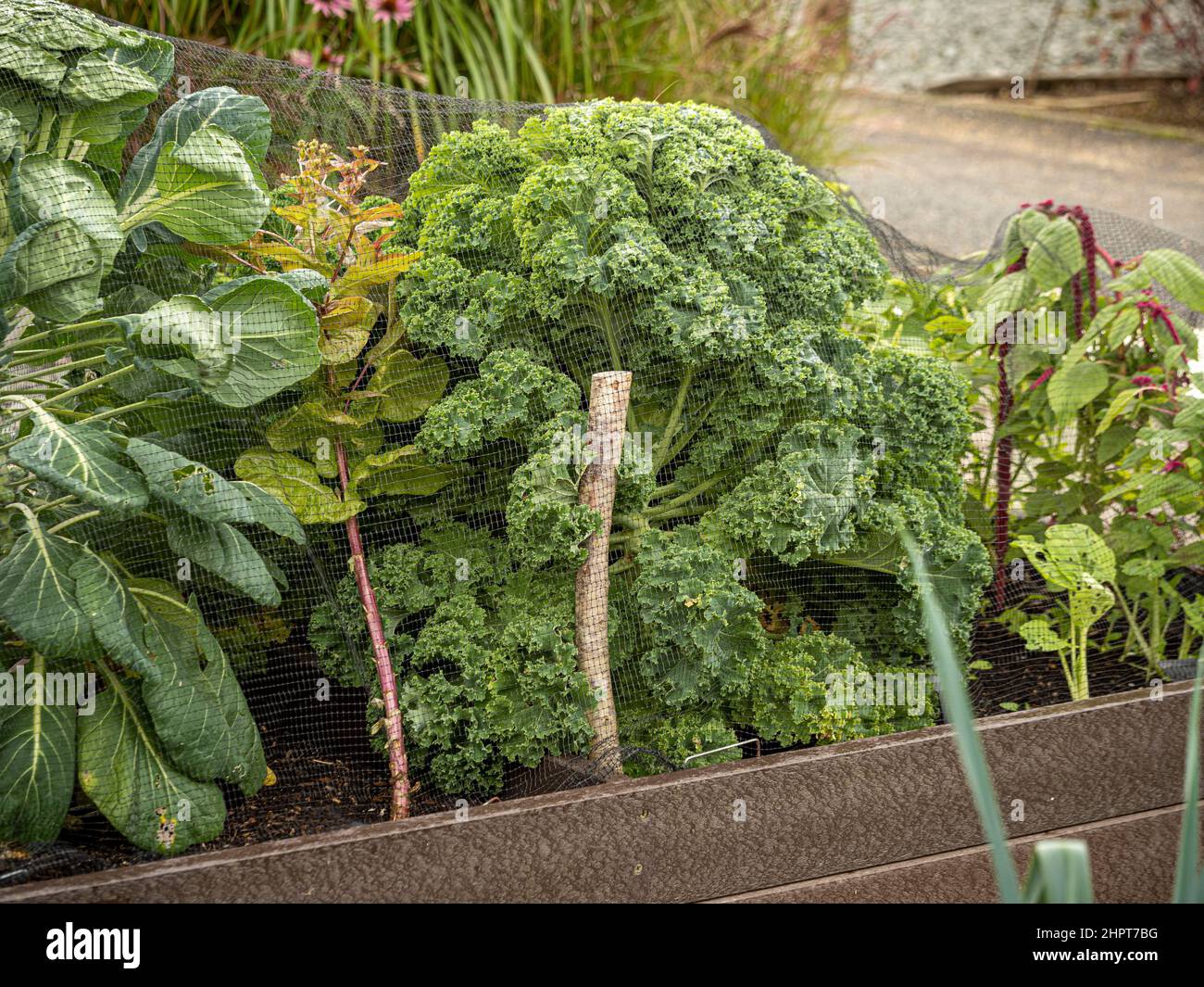 Kale e Bruxelles germogli che crescono sotto rete nera per proteggerli da lumache e lumache. Foto Stock