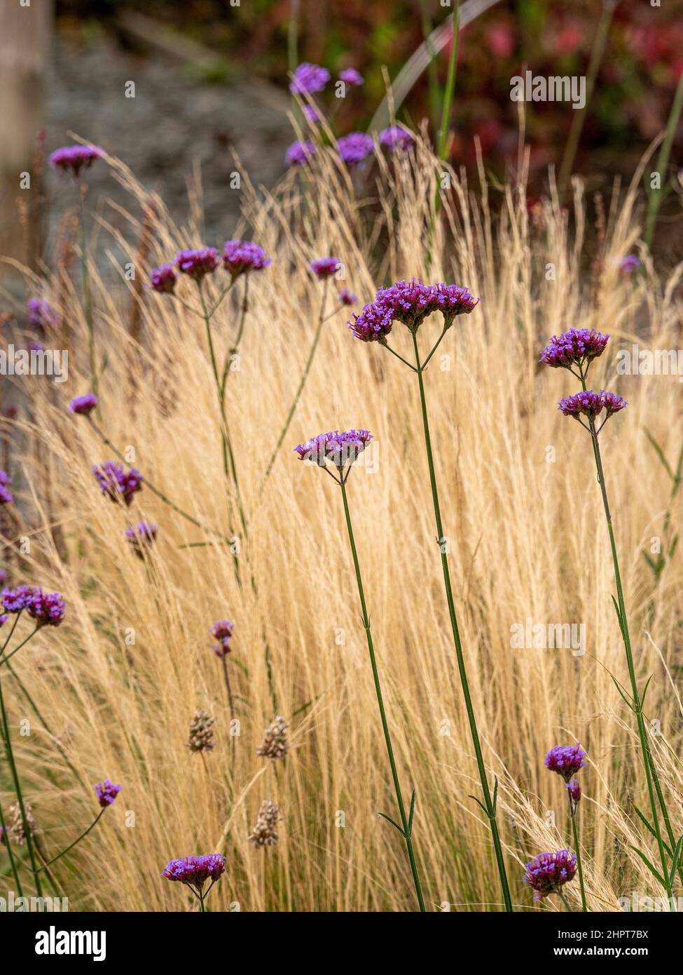 Fiori viola di Verbena bonariensis visto contro erba ornamentale che cresce in un giardino britannico. Foto Stock