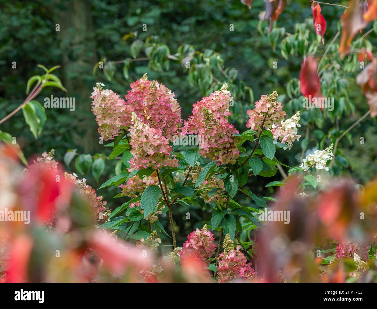 Hidrangea Paniculata Strawberry Sundae in fiore in un giardino britannico. Foto Stock