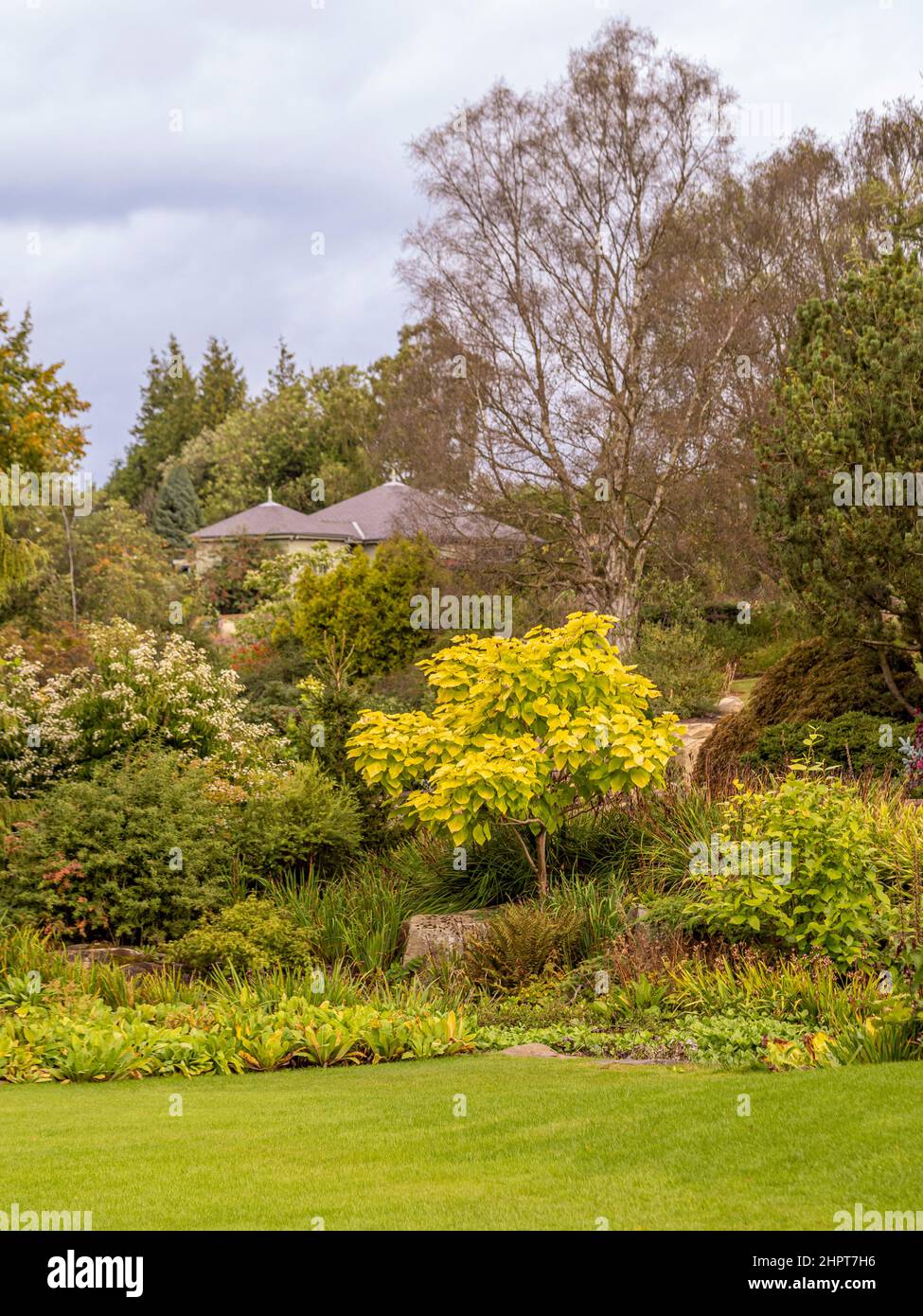 Il giardino è al confine con un albero di Catalpa al centro e un prato in primo piano in un giardino inglese. Foto Stock