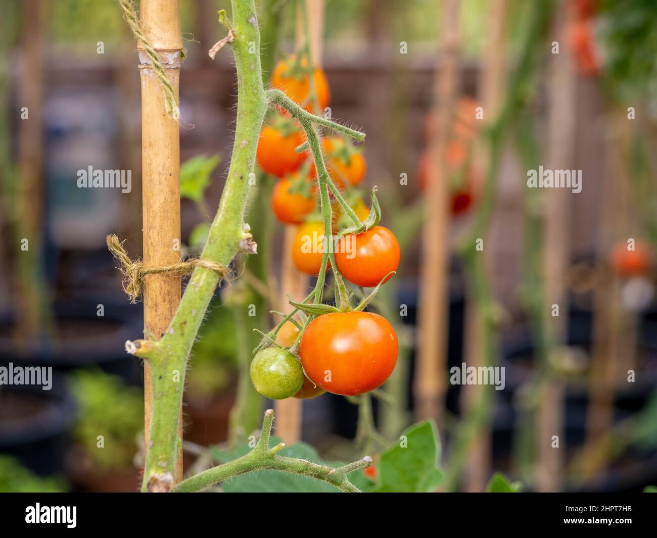 Piante di pomodoro con fogliame rimosso per consentire la massima luce del sole ai pomodori ciliegia maturare sulla vite. Foto Stock