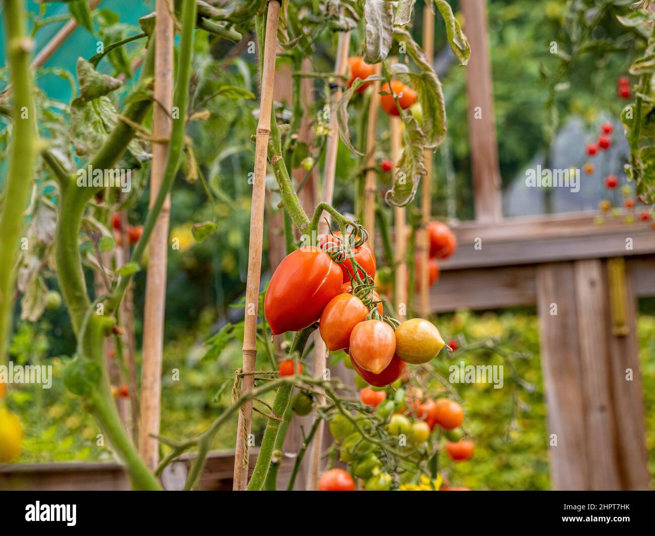 Piante di pomodoro con fogliame rimosso per consentire la massima luce del sole ai pomodori ciliegia maturare sulla vite. Foto Stock