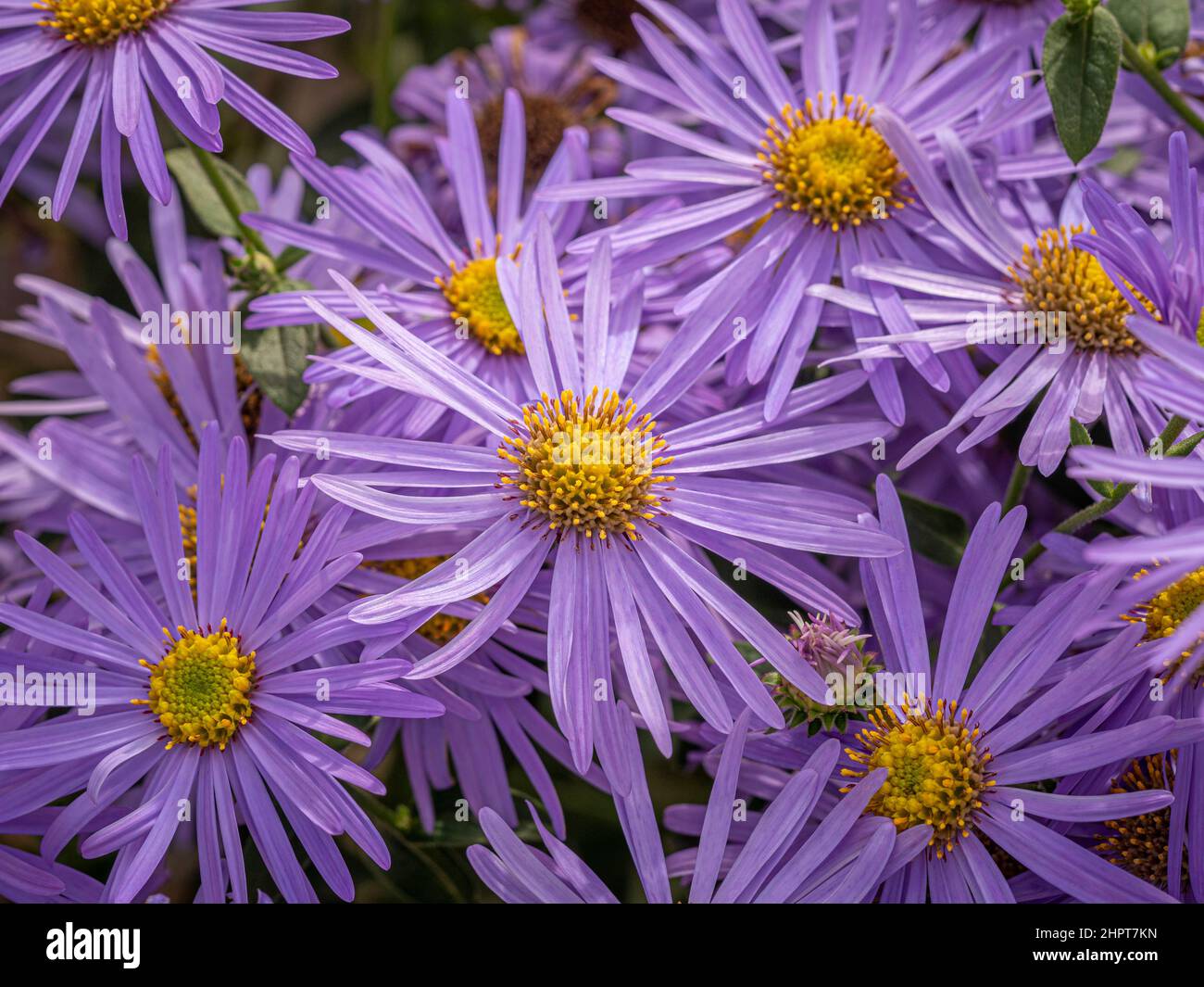 Fiori di colore mauve di Aster x frikartii 'önch' che crescono in un giardino del Regno Unito. Foto Stock