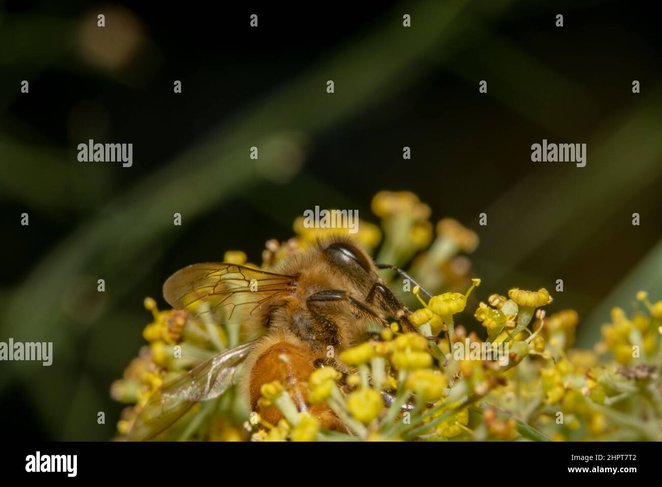 Ape miele bloccato su un giardino di fiori Foto Stock