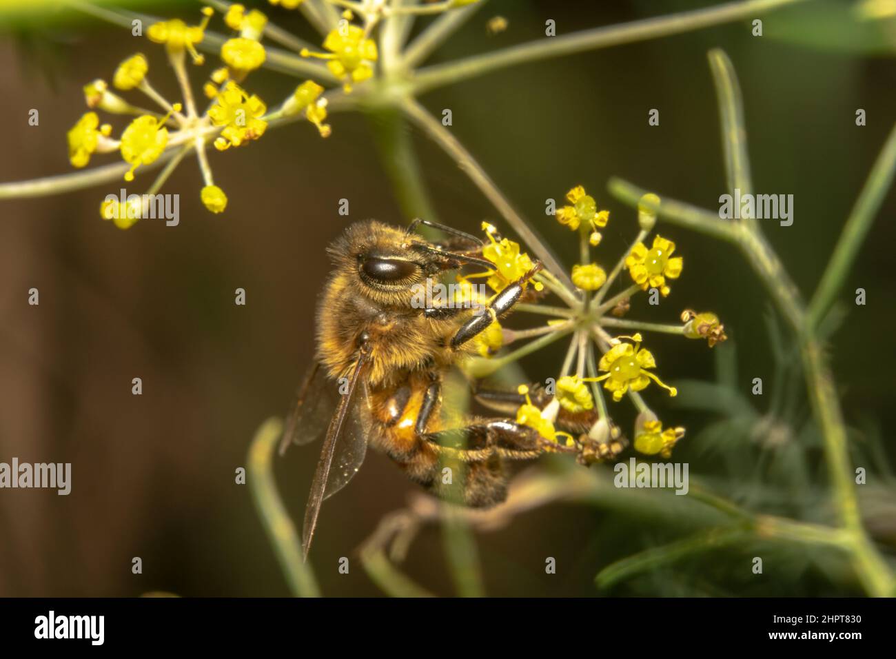 Ape di miele arricciata su fiore con grandi occhi scintillanti Foto Stock