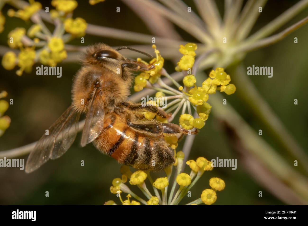 Arricciato su ape di miele che beve nettare Foto Stock