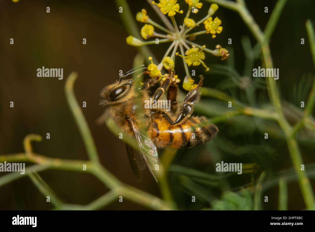Ape di miele appesa capovolta Foto Stock