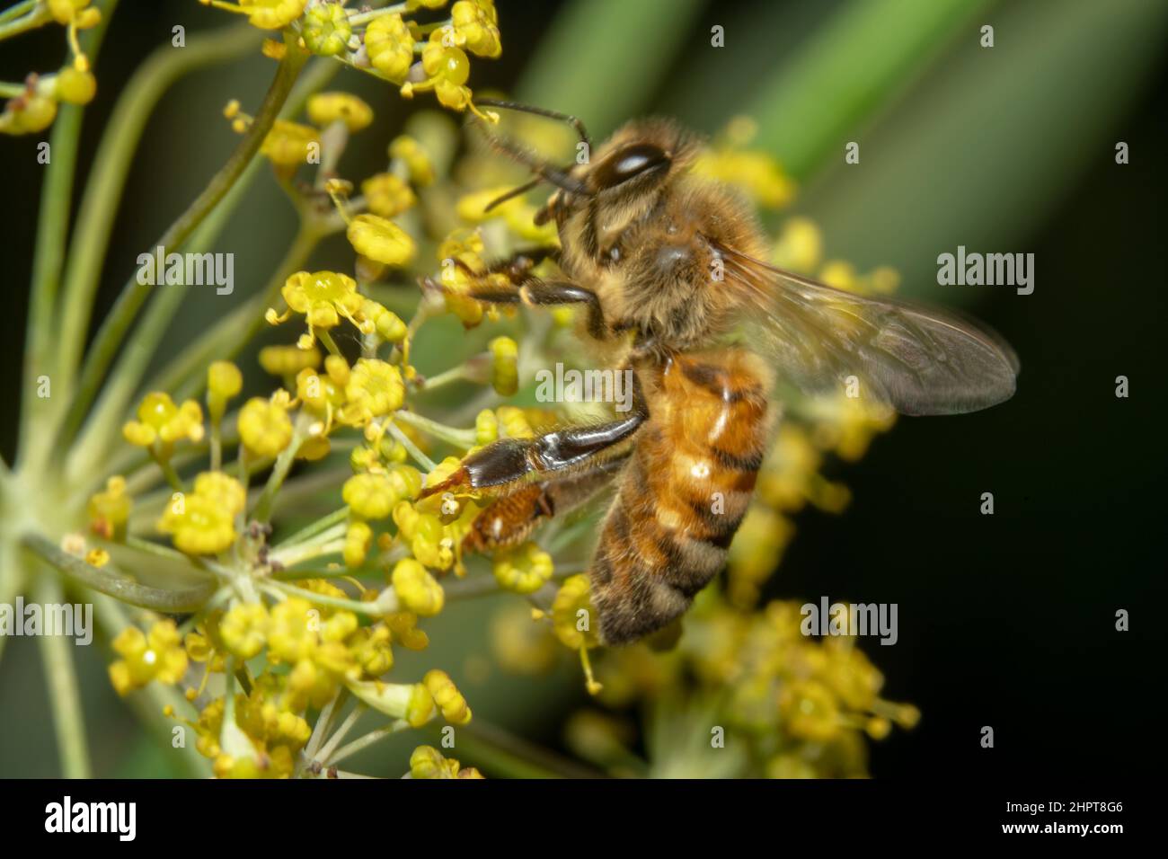 Ape di miele che striscia sul giardino giallo del fiore per nettare Foto Stock