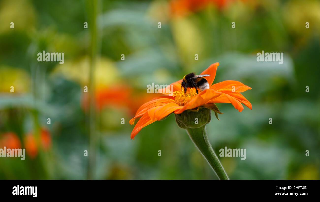 Bumblebee su un fiore - primo piano Foto Stock