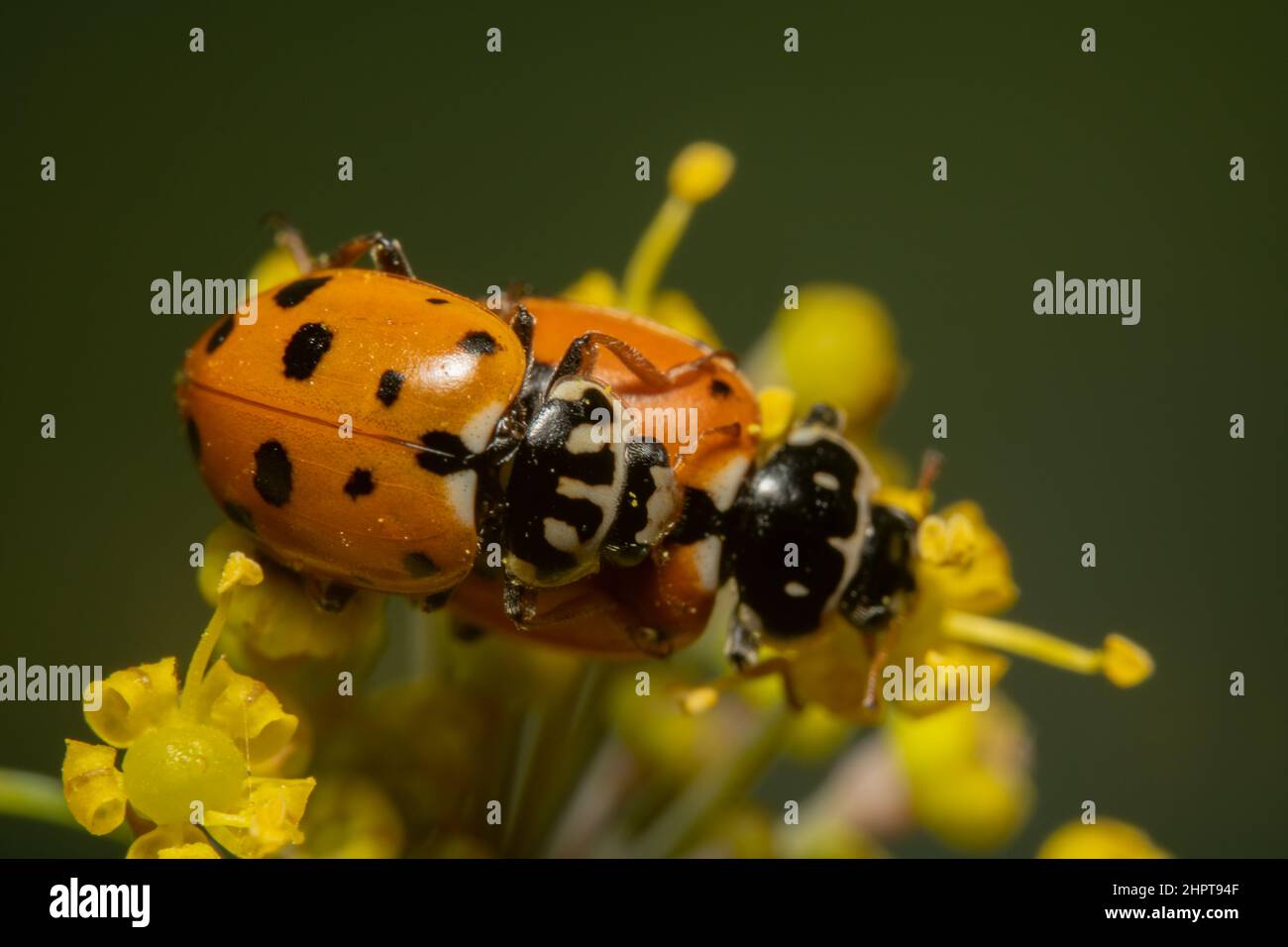 Top Down shot di arance lady bug accoppiamento Foto Stock