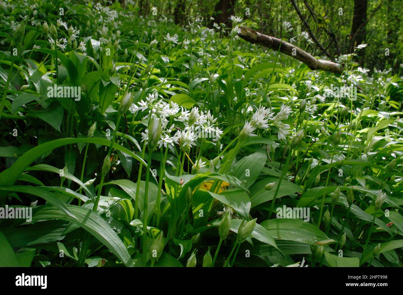 Aglio selvatico (Allium ursinum), noto anche come Ramsons, in fiore all'inizio di maggio, e crescere nella bassa valle di Wye, Foresta di Dean Foto Stock