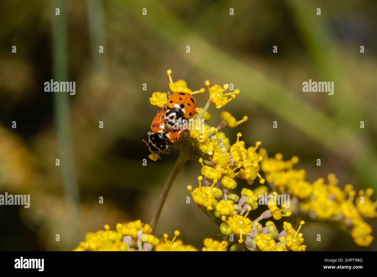 Ritratto lontano di arance ladybugs accoppiamento Foto Stock