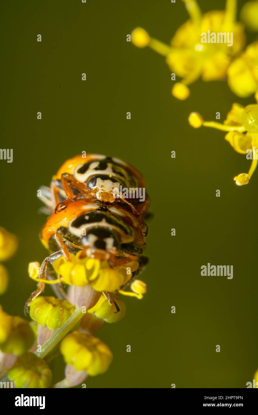 Arancio signora bug accoppiamento sulla parte superiore di fiori gialli Foto Stock