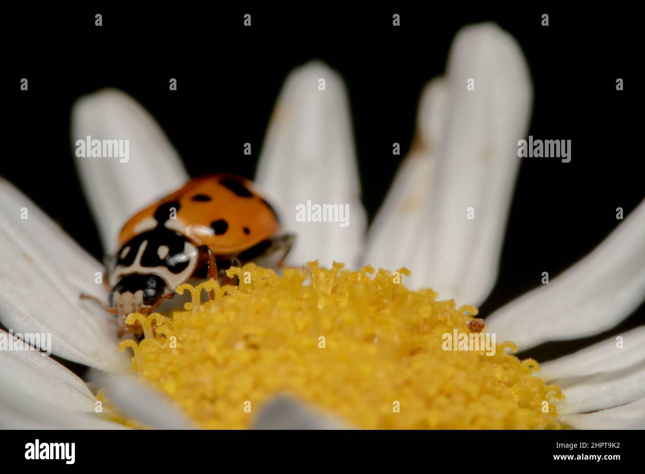 Ladybug arancione su un fiore di Gerbera con quadrante giallo Foto Stock