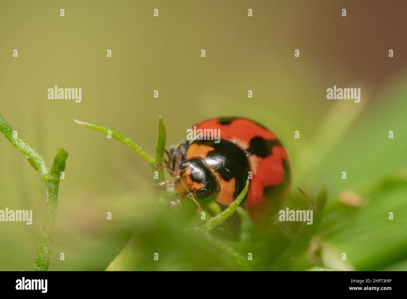 Primo piano di un bug rosso e nero della signora spot Foto Stock