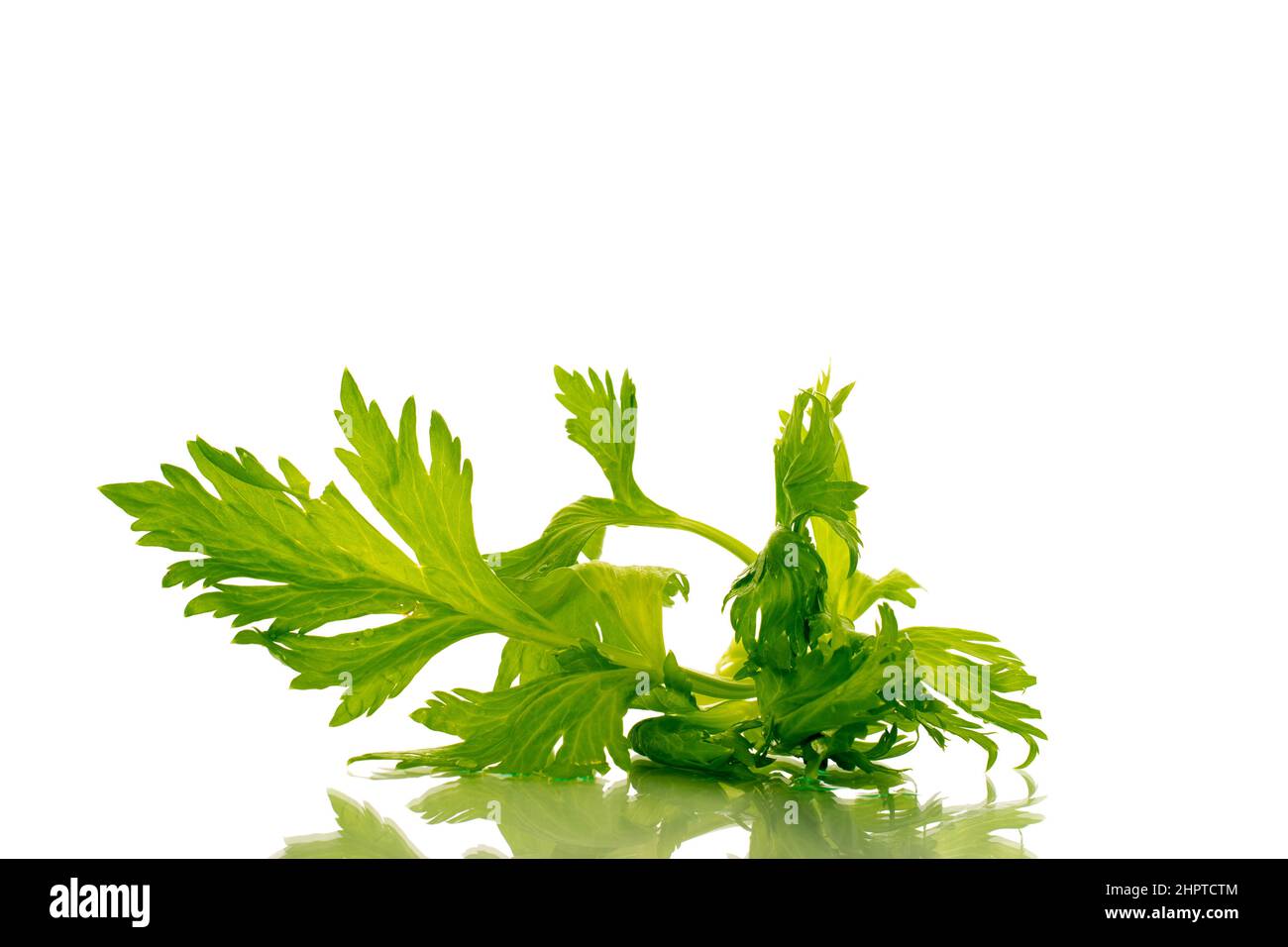 Un rametto verde di sedano, macro, isolato su sfondo bianco. Foto Stock