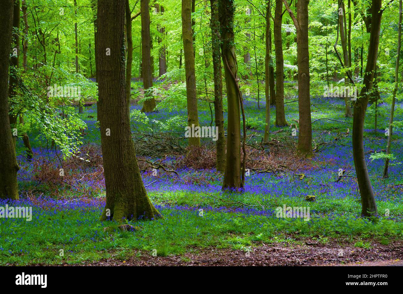 Legno di bluebell inglese, Foresta di Dean, Soudley Foto Stock