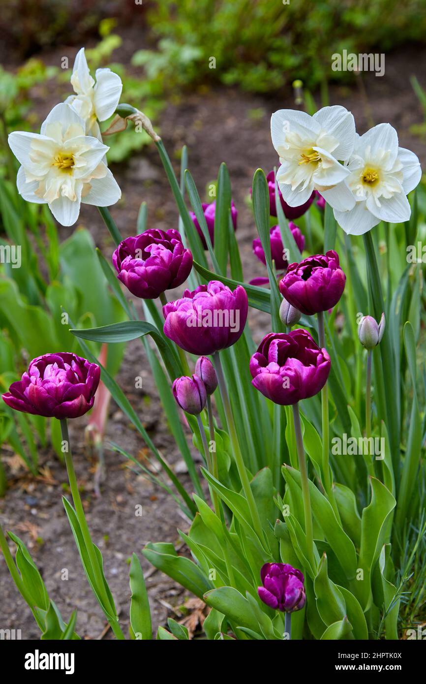 Tulipani viola in fiore e naffodils bianchi in giardino Foto Stock