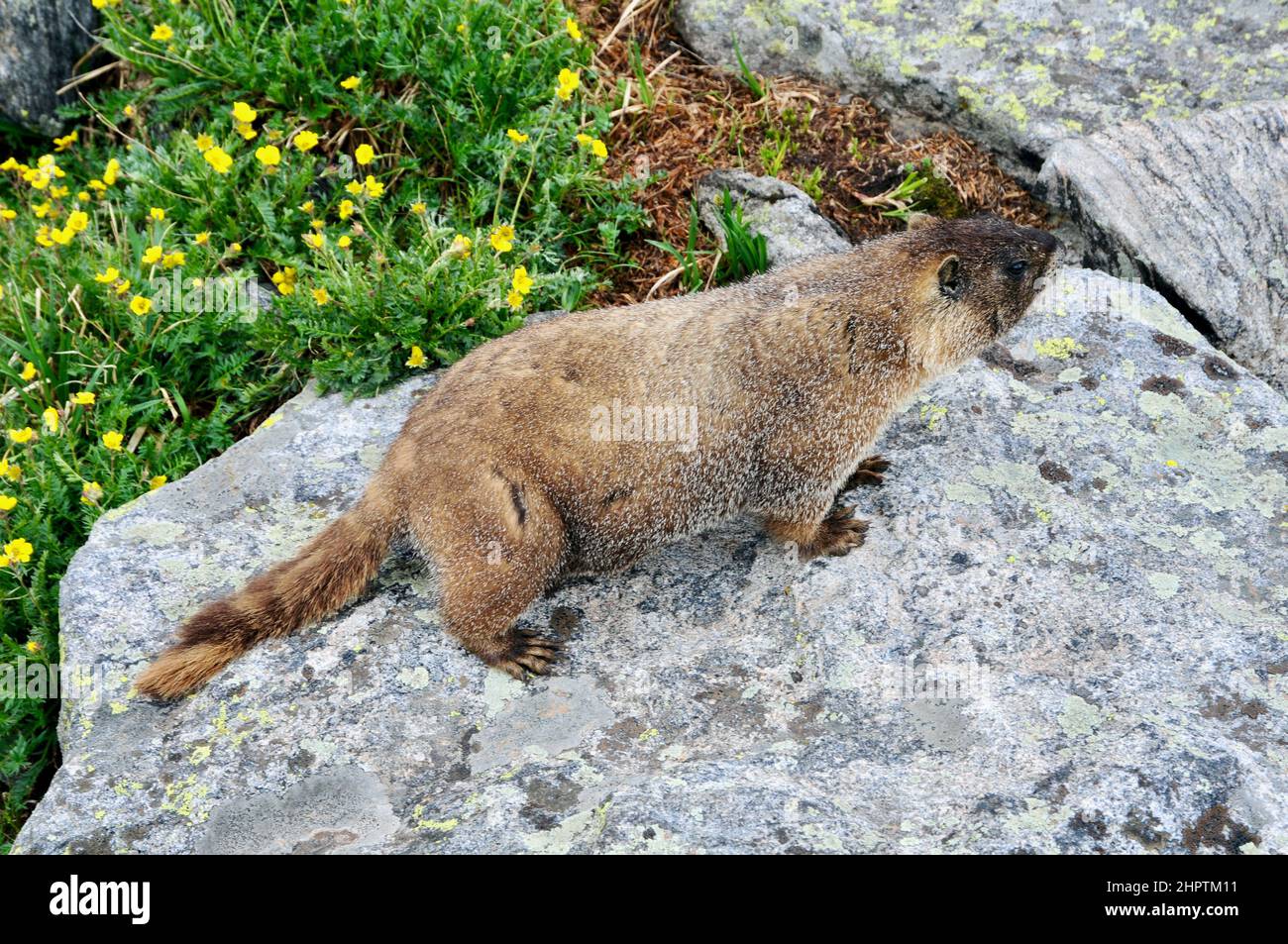Marmotta che vive nei pali Sunny Subalpine e Alpine Rock, delle regioni montagnose degli Stati Uniti occidentali. Foto Stock