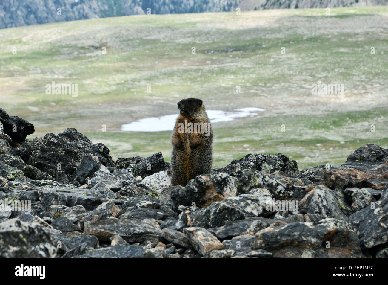 Marmotta che vive nei pali Sunny Subalpine e Alpine Rock, delle regioni montagnose degli Stati Uniti occidentali. Foto Stock