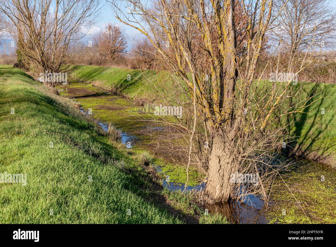 Alder nero con radici nell'acqua nella riserva naturale del Bosco di Tanalali, Bientina Foto Stock