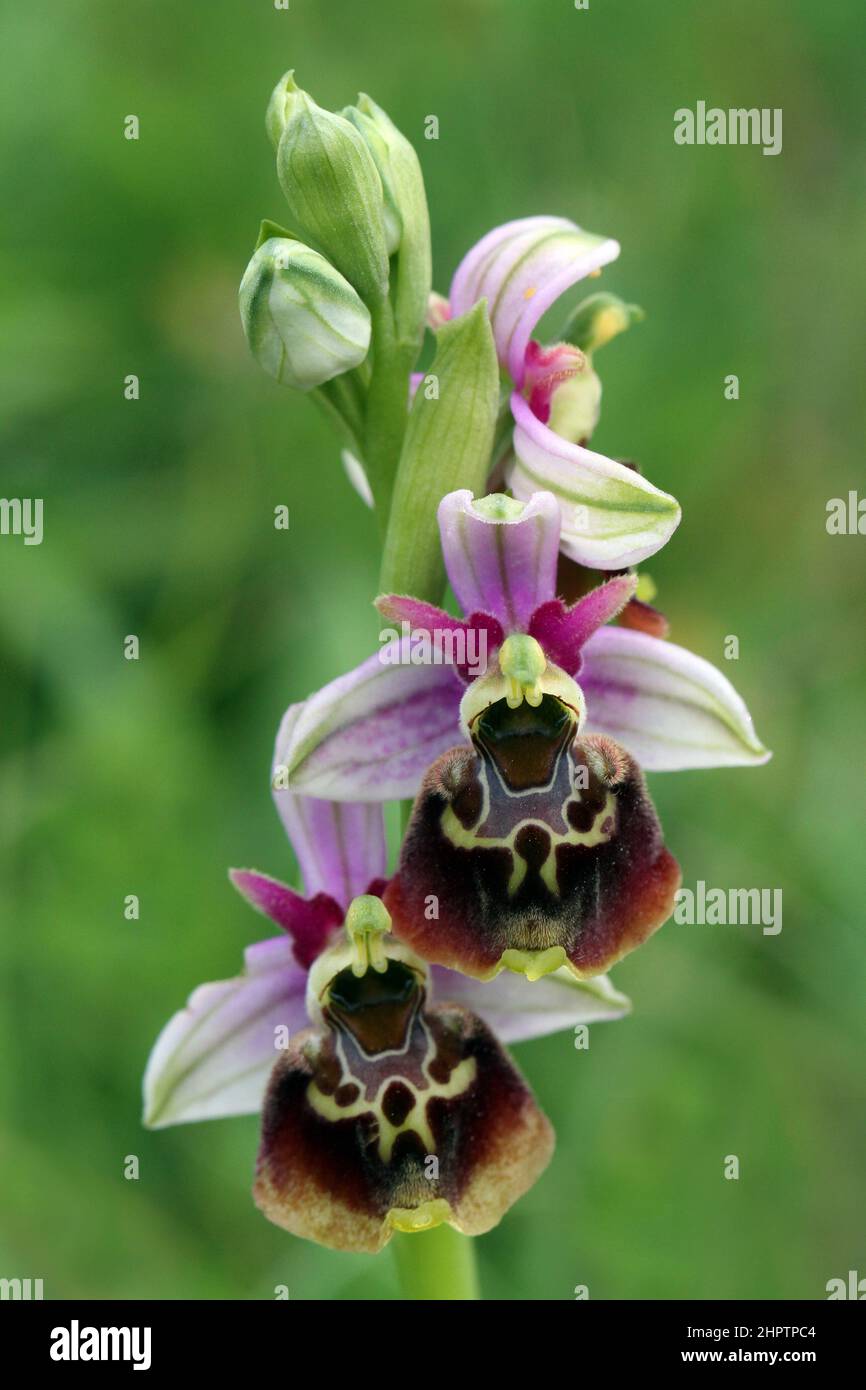 Ragnatela, Ophrys fuciflora, Kent, Inghilterra Foto Stock