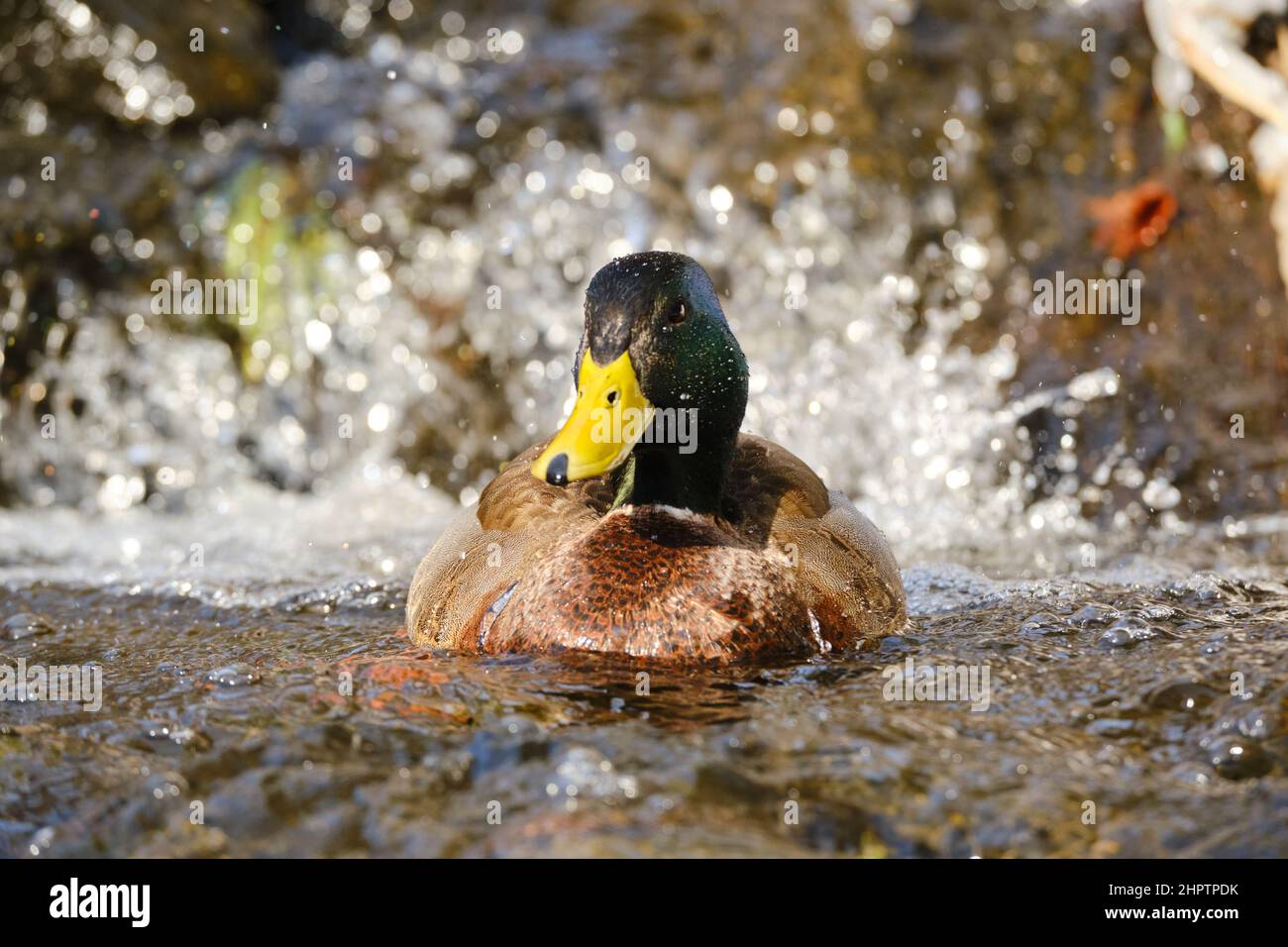Maschio mallard che scende una cascata d'acqua Foto Stock