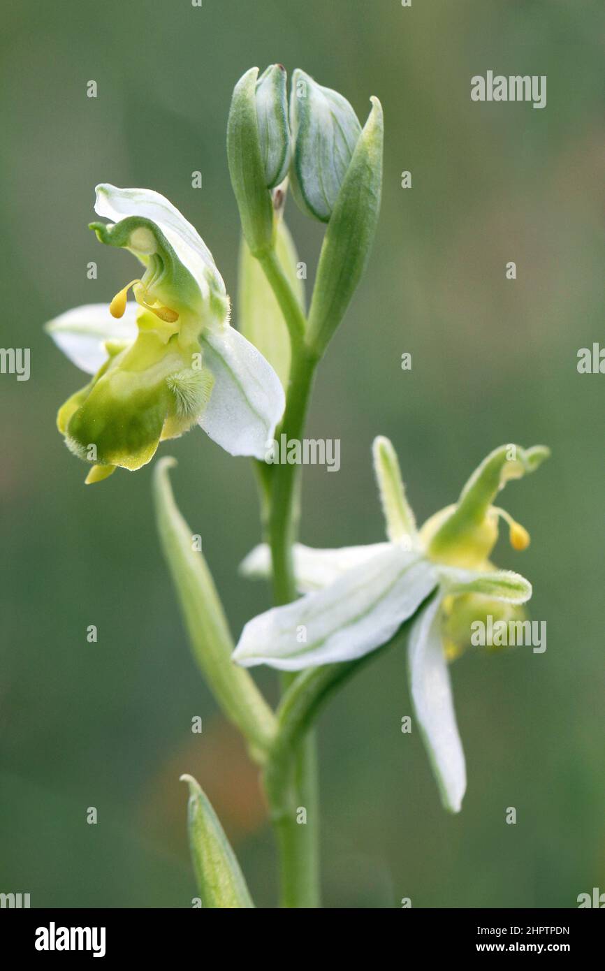 Bee Orchid, Ophrys apifera, var.chlorantha, Suffolk, Inghilterra Foto Stock