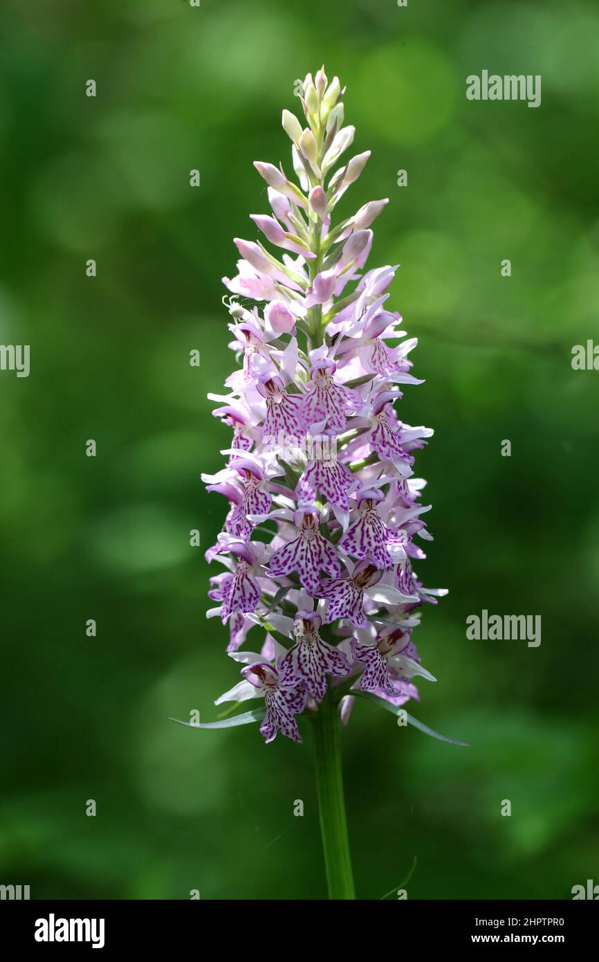 Comune Spotted Orchid, Dactylorhiza fuchsii, Kent, Inghilterra, Regno Unito Foto Stock