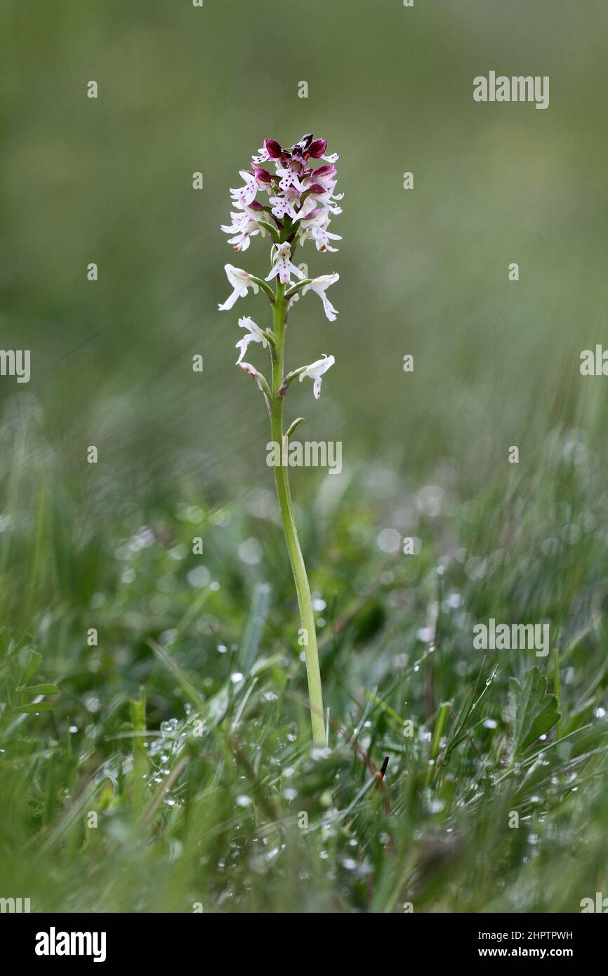 Bruciò Orchidea, Neotinea ustulata, East Sussex, Inghilterra, Regno Unito Foto Stock