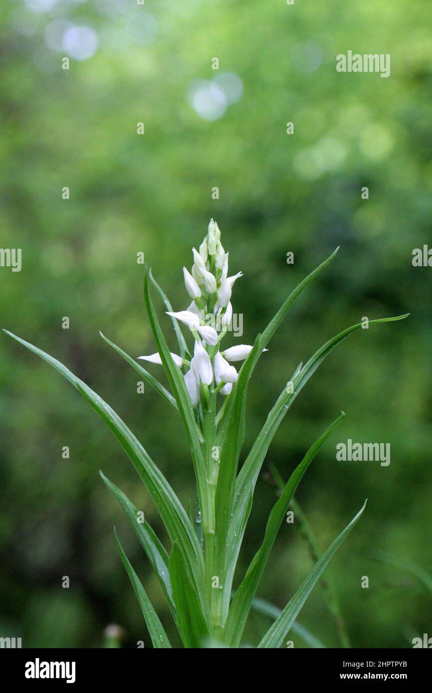 Helleborine, Cefalanthera longifolia, Hampshire, Inghilterra, Regno Unito Foto Stock