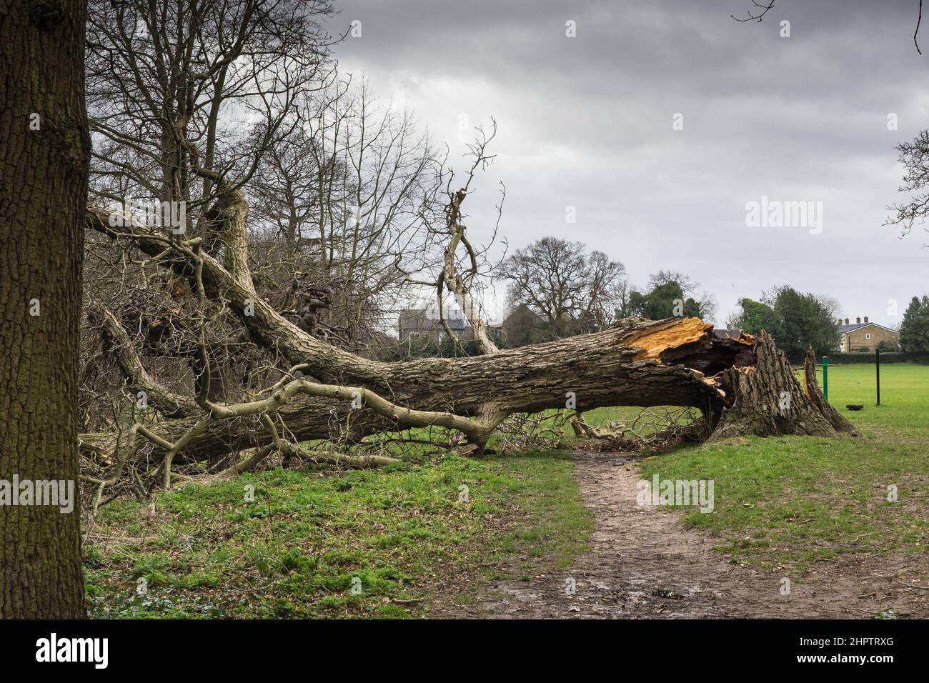 Albero caduto in un parco pubblico in Hertfordshire, Inghilterra si è abbattuto dopo venti forti Foto Stock