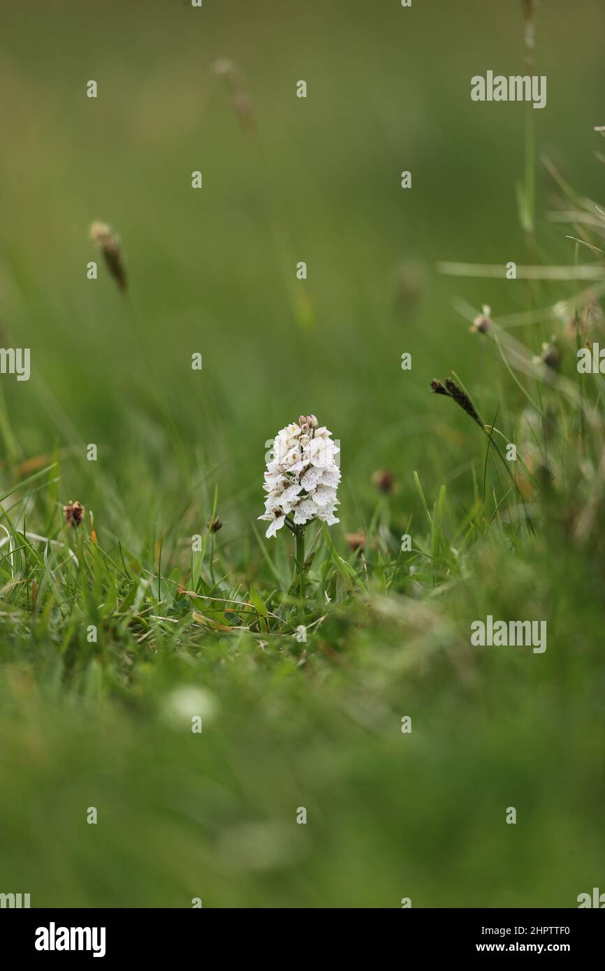 Heath Spotted Orchid, Dactylorhiza maculata, Shetland, Scozia, Regno Unito Foto Stock