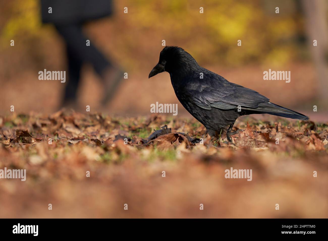 Corvino nero su fogliame marrone. Gambe dell'uomo che cammina. Animale e persona. Vista laterale. Foto Stock
