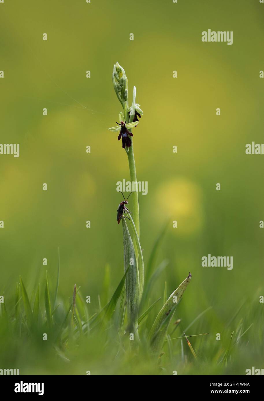 Fly Orchid, insettifera di Ophrys, con coleotteri, Kent, Inghilterra Foto Stock