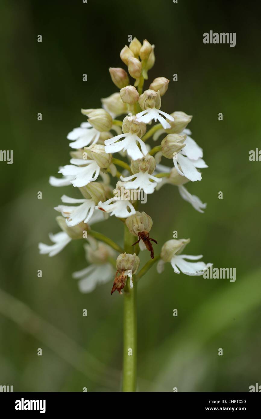 Lady Orchid, Orchis purea, var.alba, Kent, Inghilterra Foto Stock