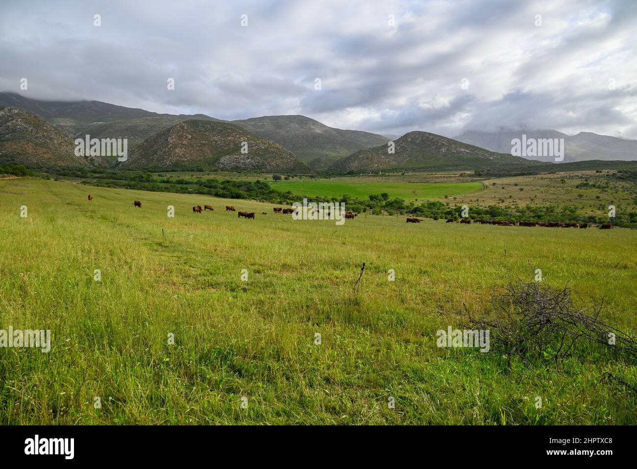 Bestiame che pascola in campo di fattoria Foto Stock