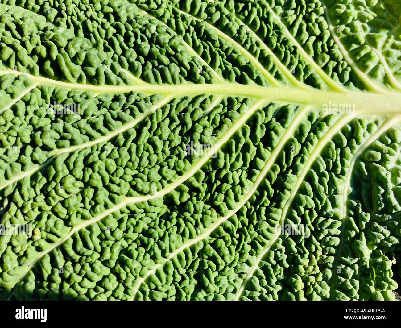 Foglia verde con le vene in primo piano Foto Stock