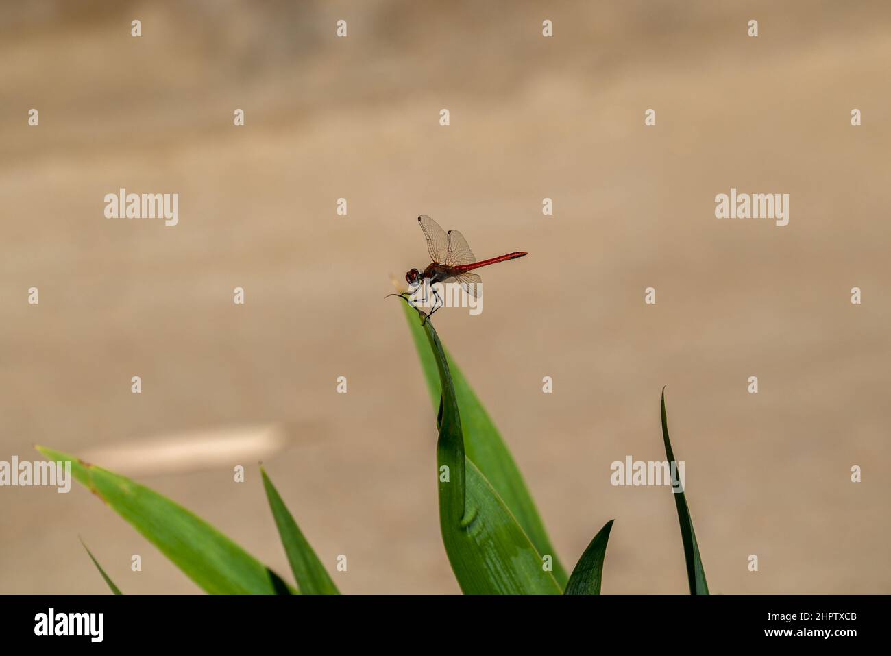 Dragonfly sulla lamina Foto Stock