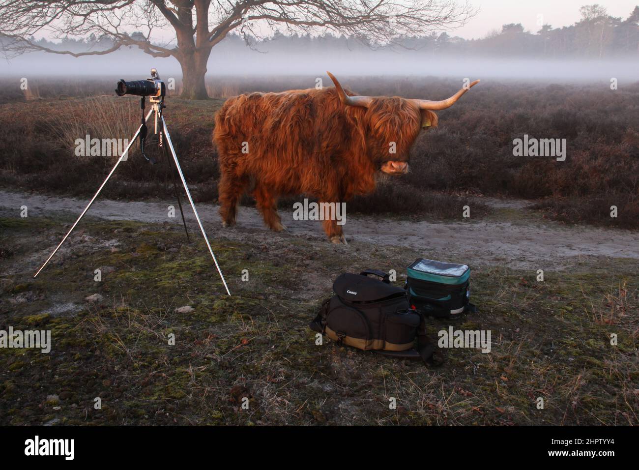 Un highlander scozzese cammina curiosamente verso le borse della fotocamera in un paesaggio mistico brughiera. Foto Stock