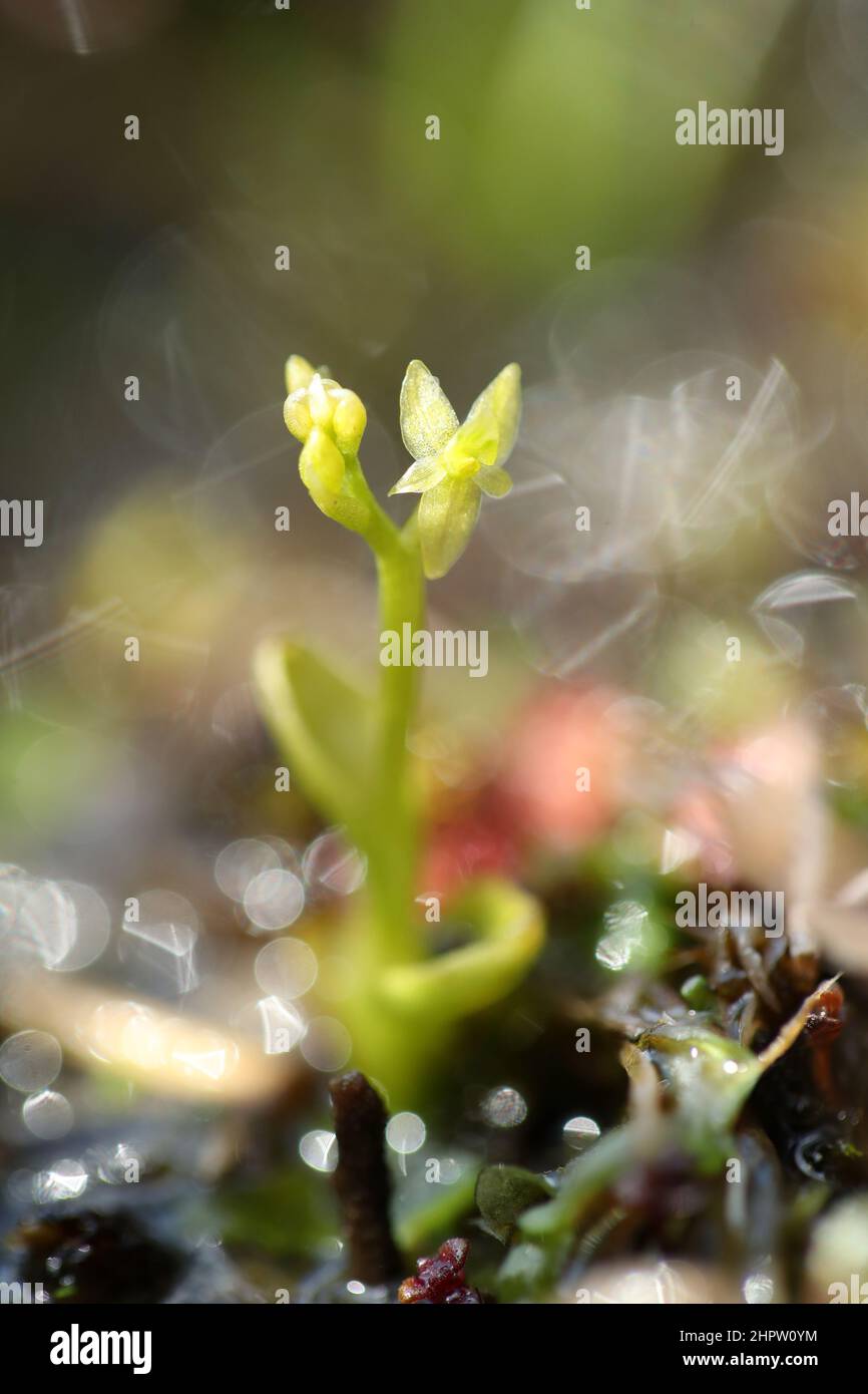 Bog Orchid, Hammarbya paludosa, Shetland, Scozia Foto Stock