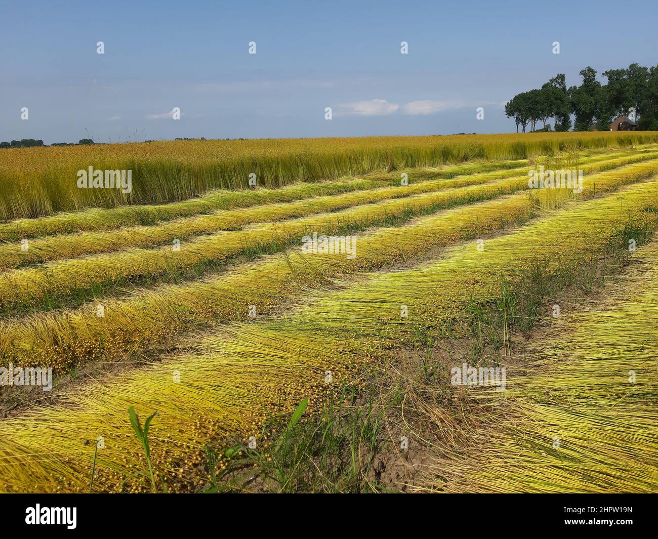 un grande campo di lino nella campagna olandese in zeeland con lunghe file di piante di lino con semi maturi che vengono appena tirati fuori per asciugarsi sul campo Foto Stock
