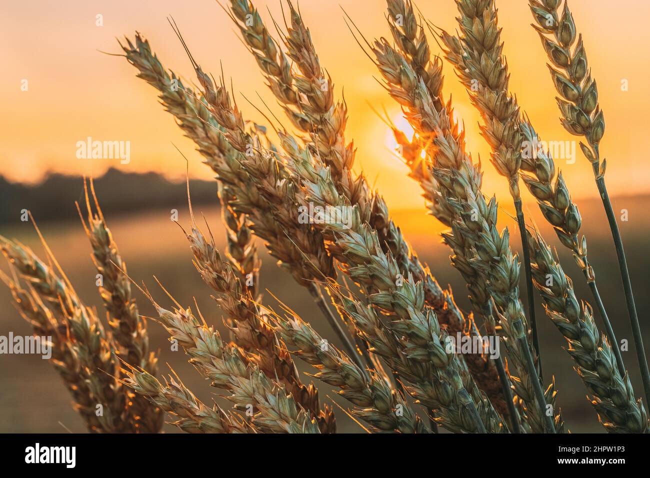 Sole estivo che brilla attraverso l'orecchio di grano maturo in campo agricolo. Campo di grano al Sunrise Sunset Sun Foto Stock